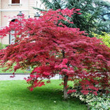 Японски клен Atropurpureum, с червено-лилава зеленина
