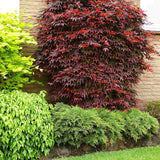 Artar Japonez Atropurpureum, cu frunzis rosu - purpuriu - VERDENA - 40 cm inaltime, ghiveci de 2 l