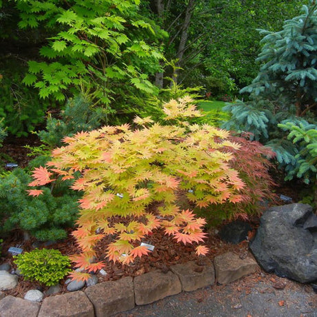 Artar Japonez Autumn Moon, cu frunzis galben-portocaliu