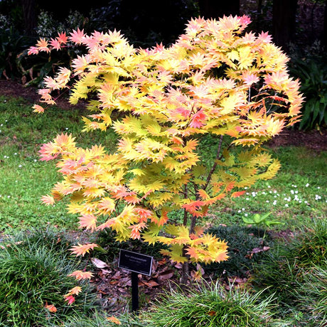 Artar Japonez Autumn Moon, cu frunzis galben-portocaliu