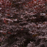 Artar Japonez Bloodgood, cu frunzis rosu-purpuriu