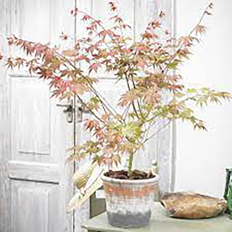 Artar Japonez Brown Sugar, cu Frunze Maronii-Rosiatice