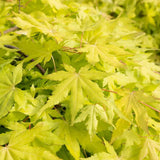 Artar Japonez Cascade Gold, cu frunzis auriu