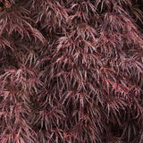Artar Japonez Crimson Queen, cu Frunze rosii-purpurii