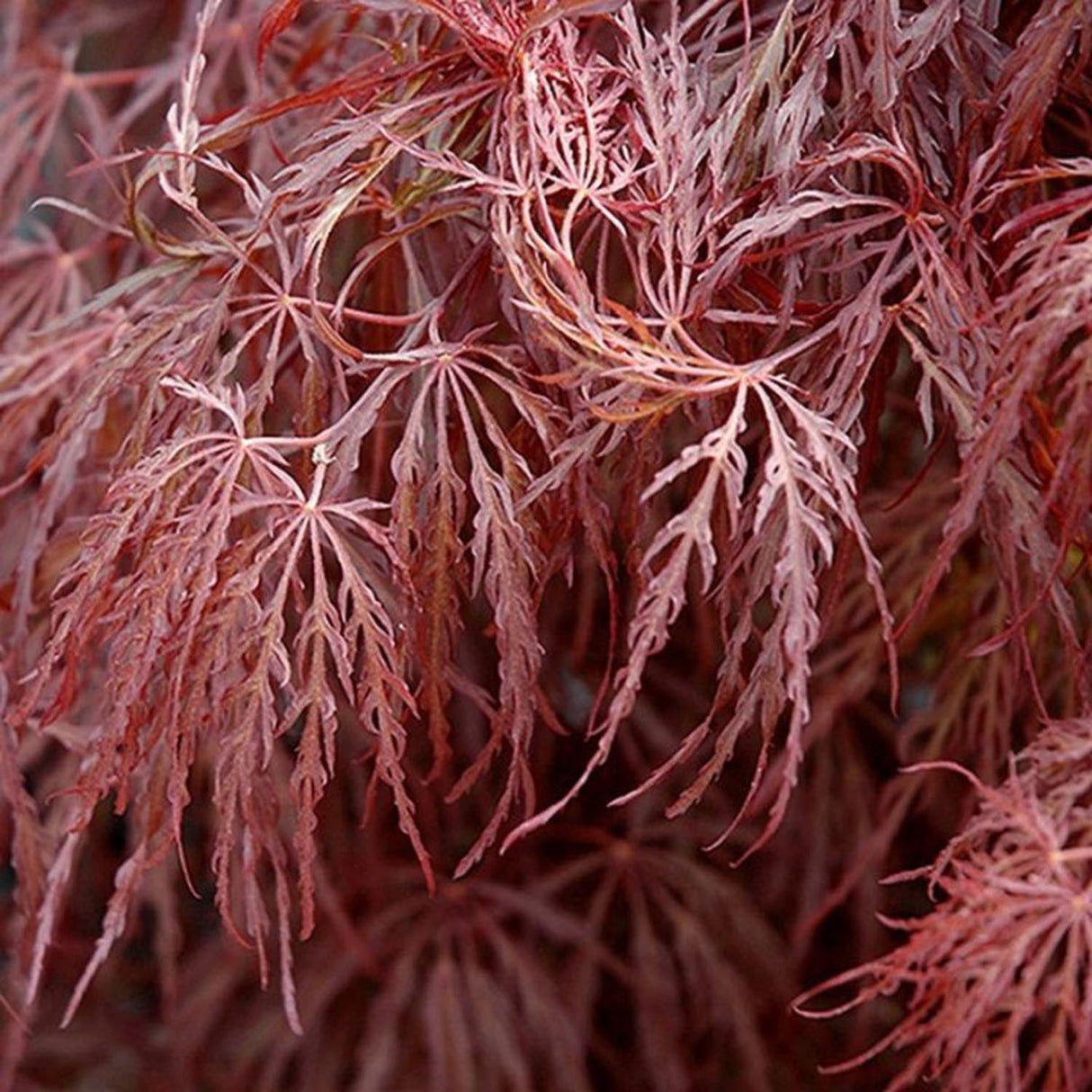 Artar Japonez Crimson Queen, cu Frunze rosii-purpurii