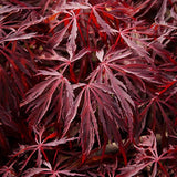 Artar Japonez Crimson Queen, cu Frunze rosii-purpurii