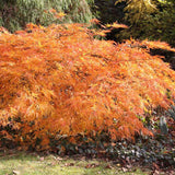 Artar Japonez Dissectum, cu frunzis verde