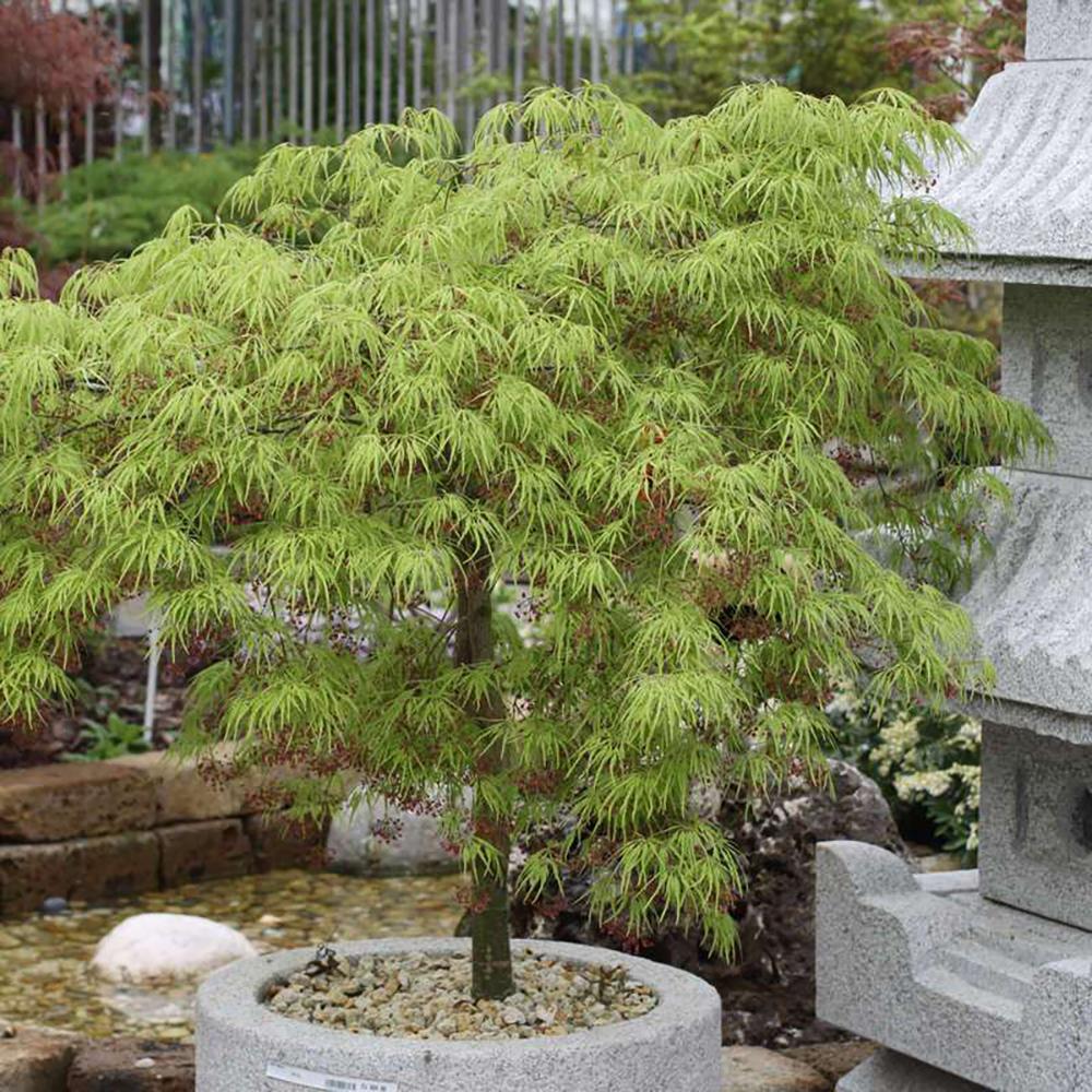 Artar Japonez Dissectum, cu frunzis verde