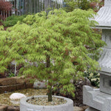 Artar Japonez Dissectum, cu frunzis verde