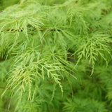 Artar Japonez Dissectum, cu frunzis verde, pe tulpina
