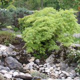 Artar Japonez Dissectum, cu frunzis verde, pe tulpina