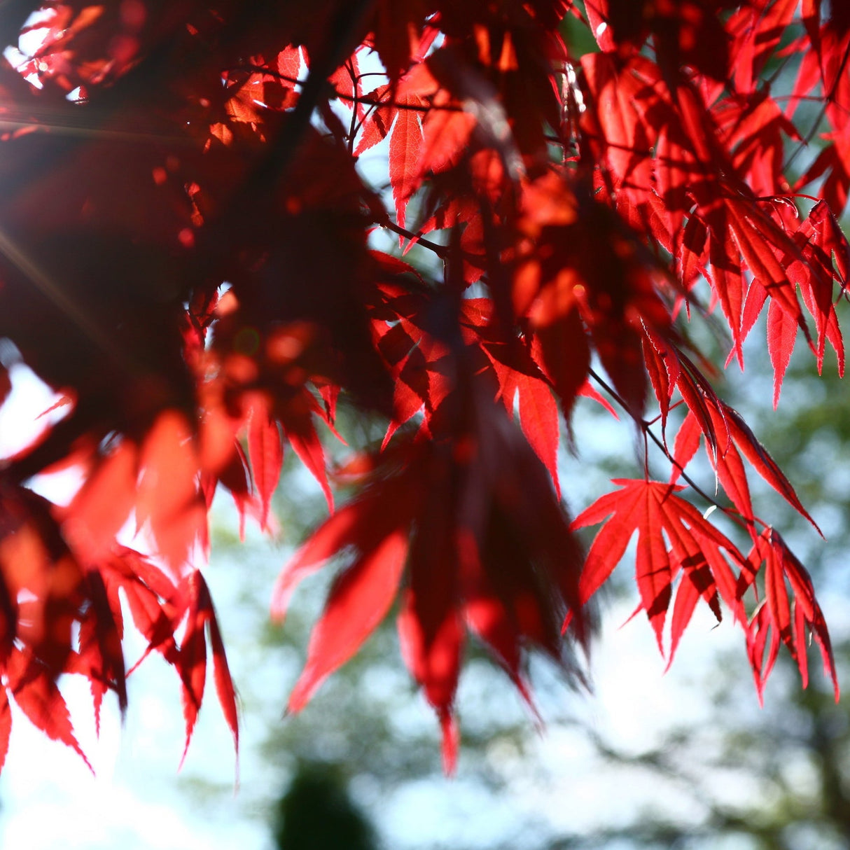 Artar Japonez Fireglow, cu frunzis rosu intens