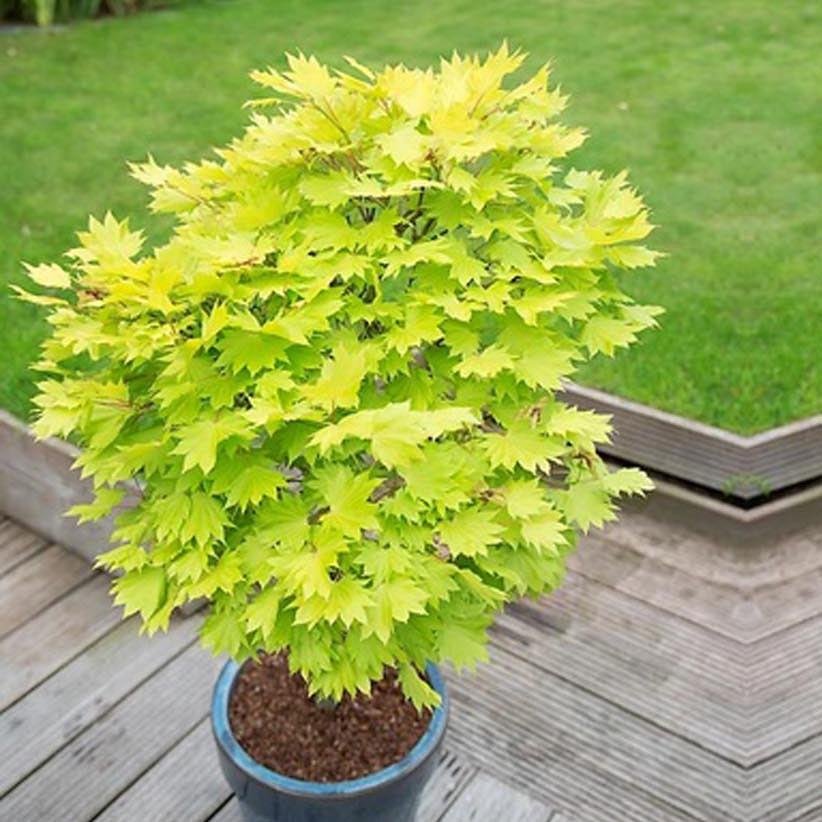Artar Japonez Jordan, cu frunzis auriu - galben