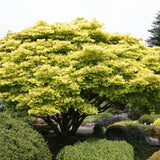 Artar Japonez Jordan, cu frunzis auriu - galben