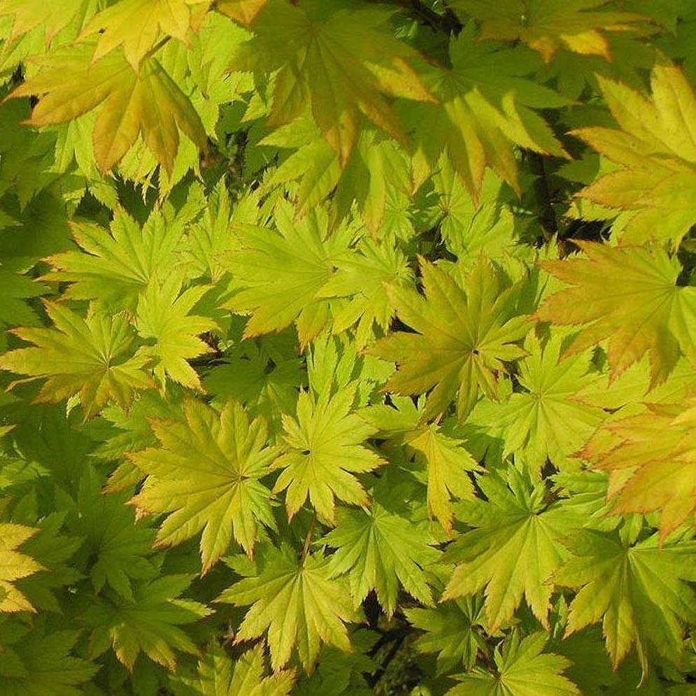 Artar Japonez Jordan, cu frunzis auriu - galben