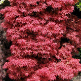 Artar Japonez Skeeters Broom, cu frunzis rosu - aprins