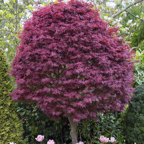 Artar Japonez Skeeters Broom, cu frunzis rosu - aprins