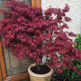 Artar Japonez Skeeters Broom, cu frunzis rosu - aprins