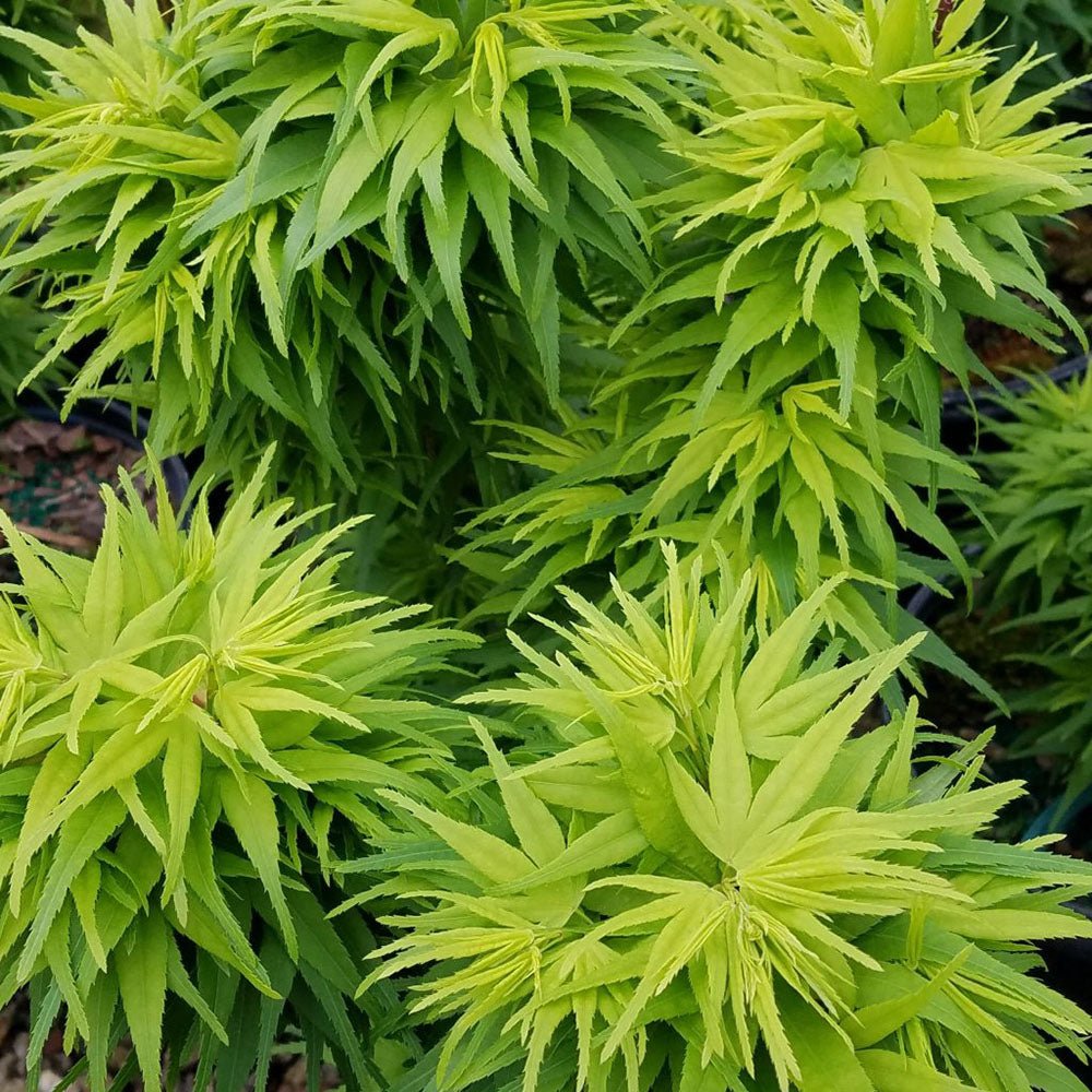 Artar Japonez Mikawa Yatsubusa, cu frunzis verde