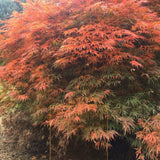 Artar Japonez Orangeola, cu frunzis portocaliu-rosu-caramel