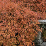 Artar Japonez Orangeola, cu frunzis portocaliu-rosu-caramel