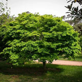 Artar Japonez Osakazuki, cu frunzis rosu - aprins