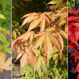 Artar Japonez Osakazuki, cu frunzis rosu - aprins