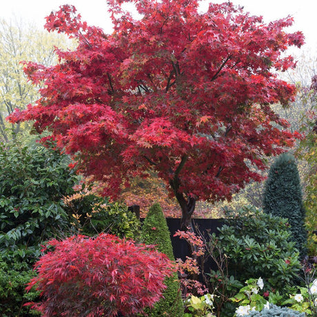 Artar Japonez Osakazuki, cu frunzis rosu - aprins