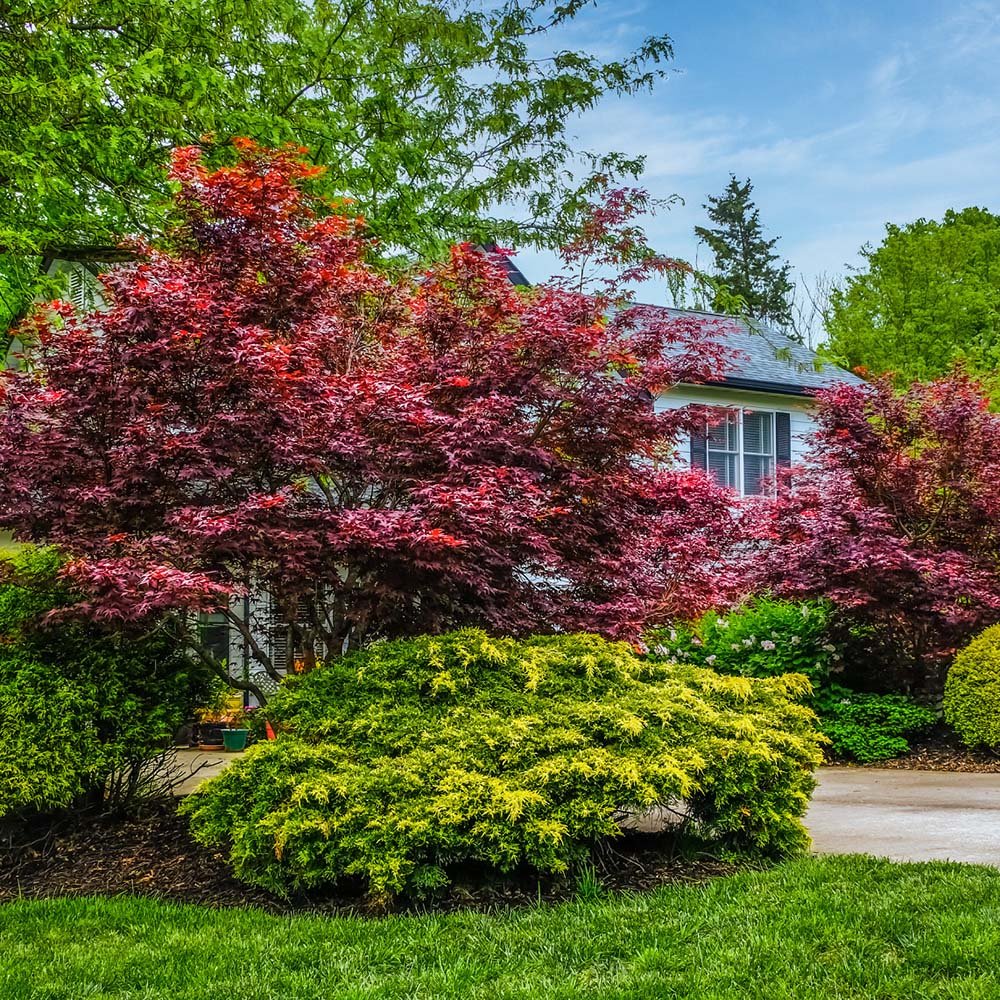 Artar Japonez Red Emperor, cu frunzis rosu - inchis