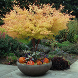 Artar Japonez Sangokaku, cu frunzis galben-portocaliu