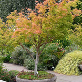 Artar Japonez Sangokaku, cu frunzis galben-portocaliu