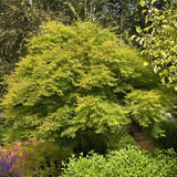 Artar Japonez Seiryu, cu frunzis verde-deschis