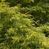 Artar Japonez Seiryu, cu frunzis verde-deschis