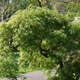 Artar Japonez Seiryu, cu frunzis verde-deschis