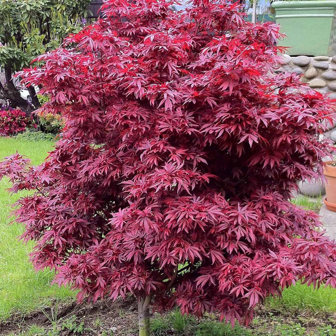 Artar Japonez Shaina, cu frunzis rosu- deschis