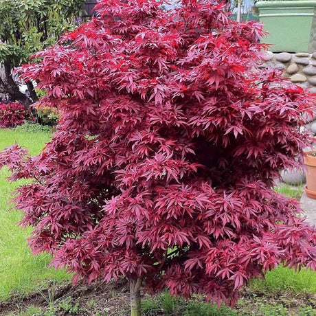 Artar Japonez Shaina, cu frunzis rosu- deschis