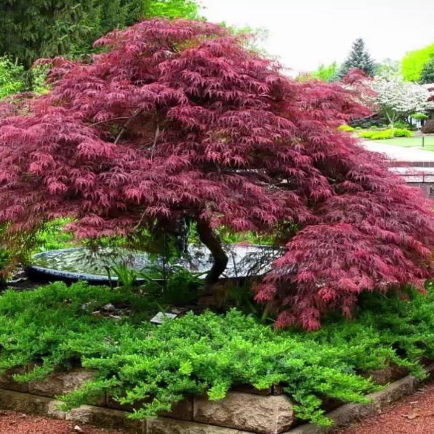 Artar Japonez Shaina, cu frunzis rosu- deschis