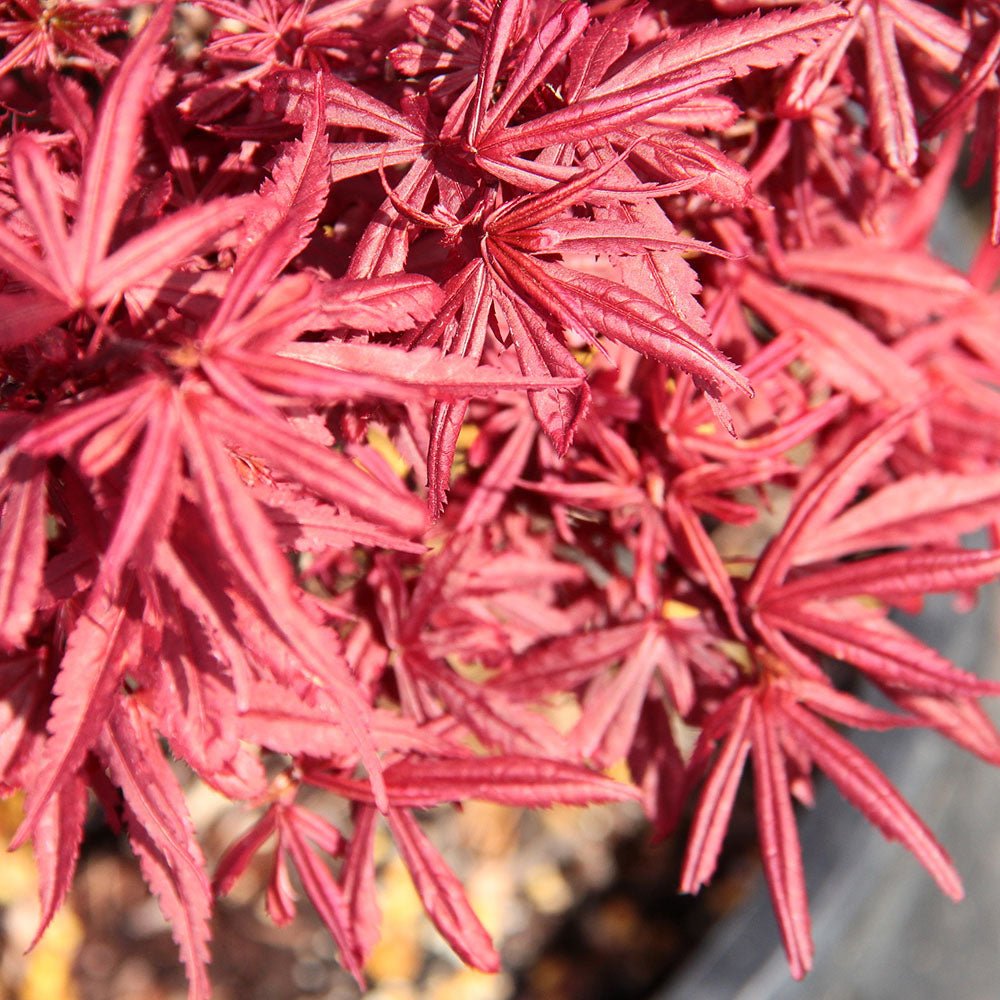 Artar Japonez Shaina, cu frunzis rosu- deschis