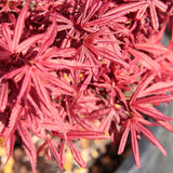 Artar Japonez Shaina, cu frunzis rosu- deschis