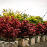 Artar Japonez Shaina, cu frunzis rosu- deschis