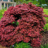 Artar Japonez Shaina, cu frunzis rosu- deschis