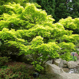 Artar Japonez Shirasawanum Aureum, cu frunzis auriu