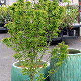 Artar Japonez Shishigashira, cu frunzis verde