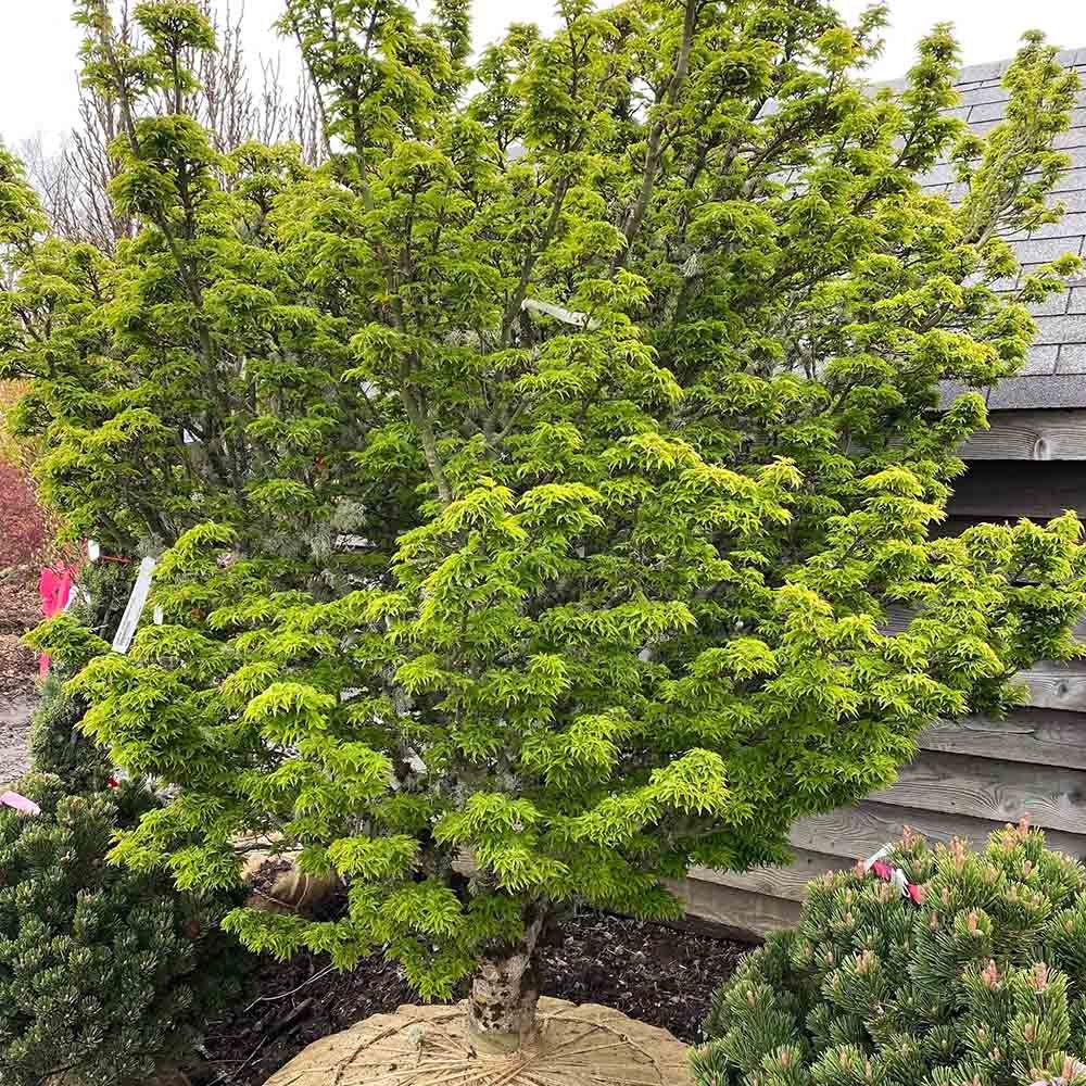 Artar Japonez Shishigashira, cu frunzis verde