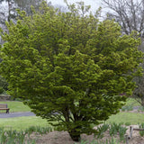 Artar Japonez Shishigashira, cu frunzis verde