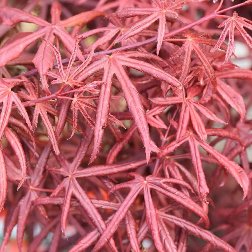 Artar Japonez Starfish, cu frunzis rosu