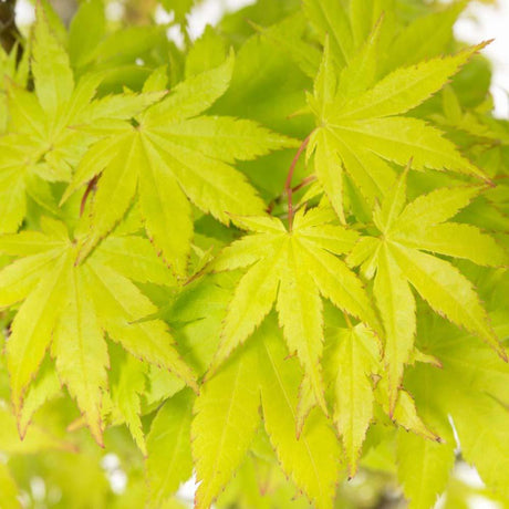 Artar Japonez Summergold, cu frunzis galben