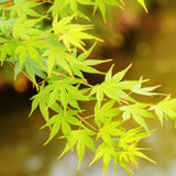 Artar Japonez Summergold, cu frunzis galben