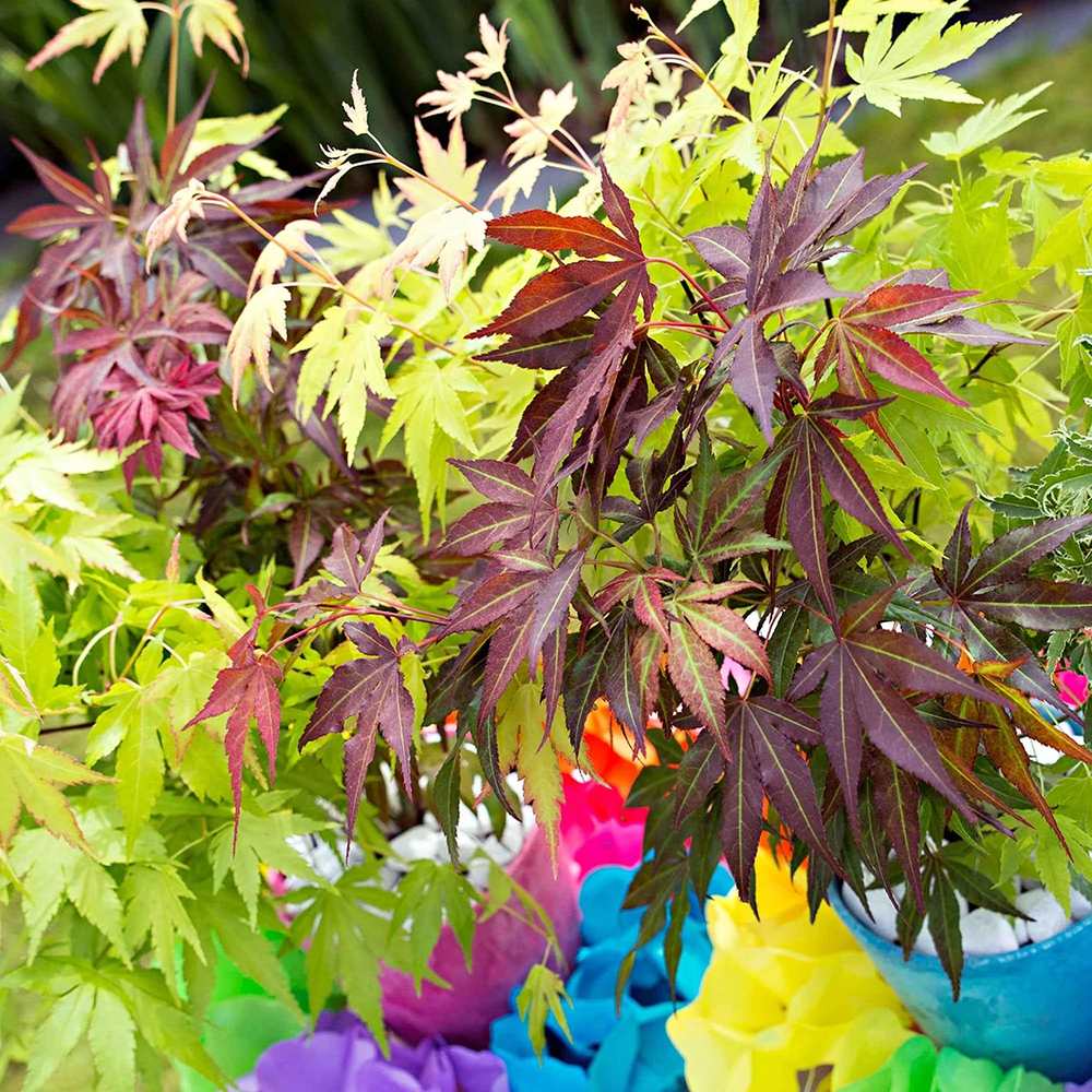 Artar Japonez Tricolor Festival, cu frunzis rosu, verde si auriu