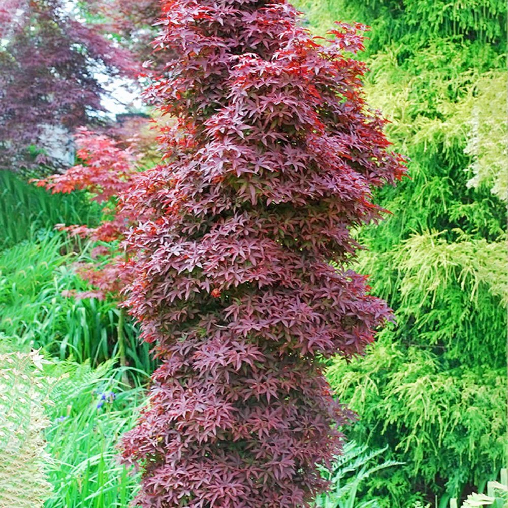 Red Sentinel Japanese Maple на Twombly, с яркочервена зеленина